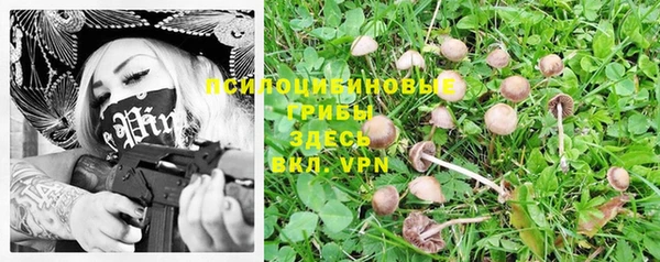 прущие грибы Кукмор